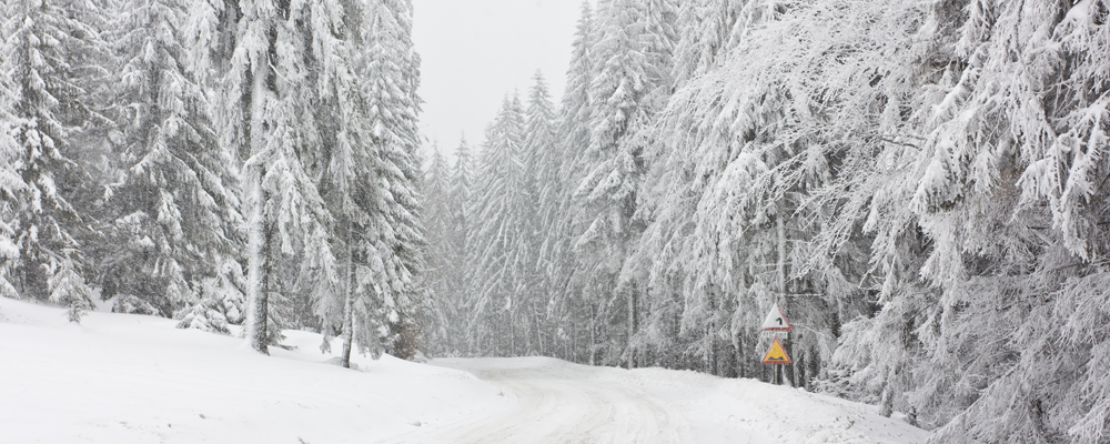 Snowy winter field and trees